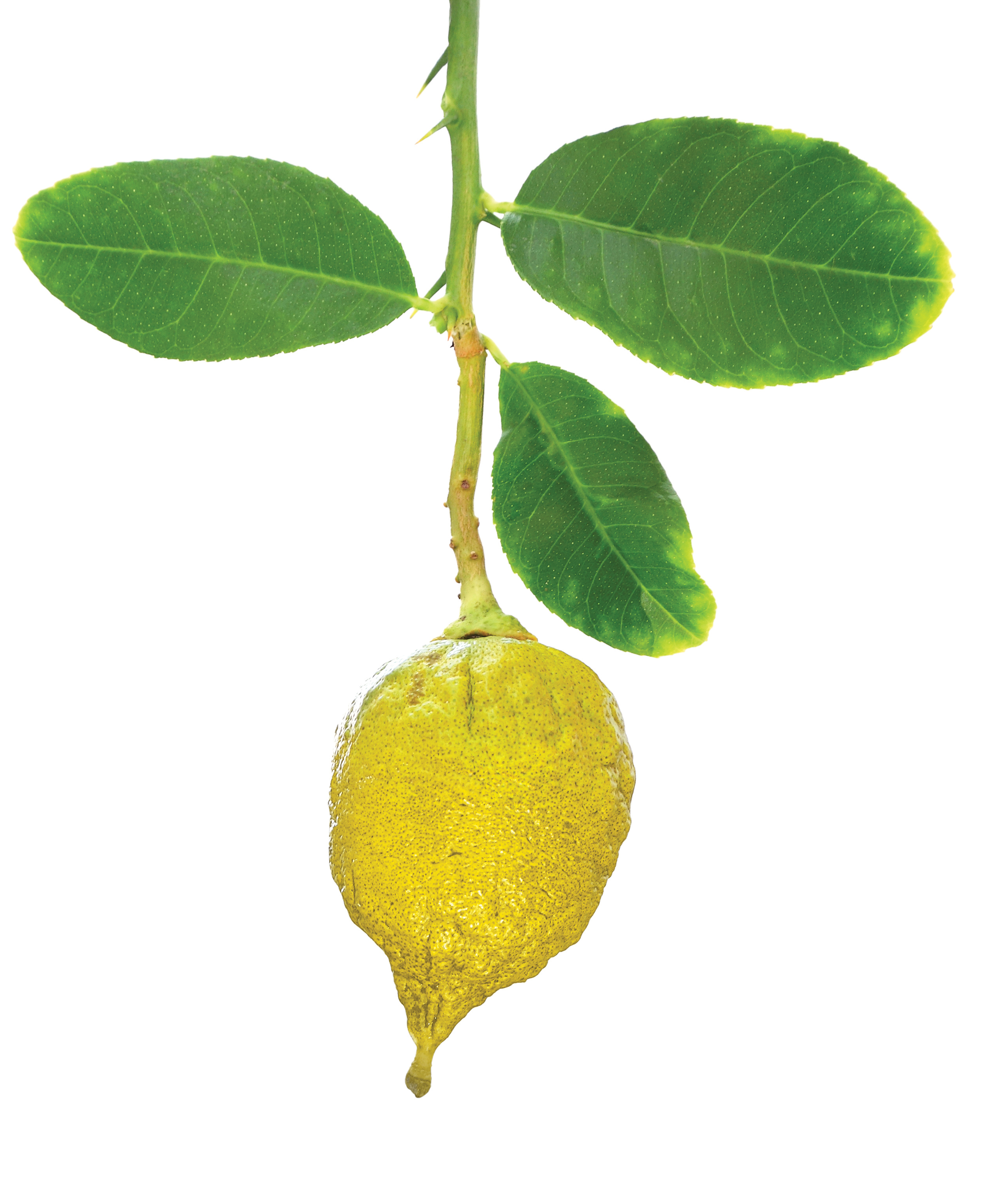An Etrog