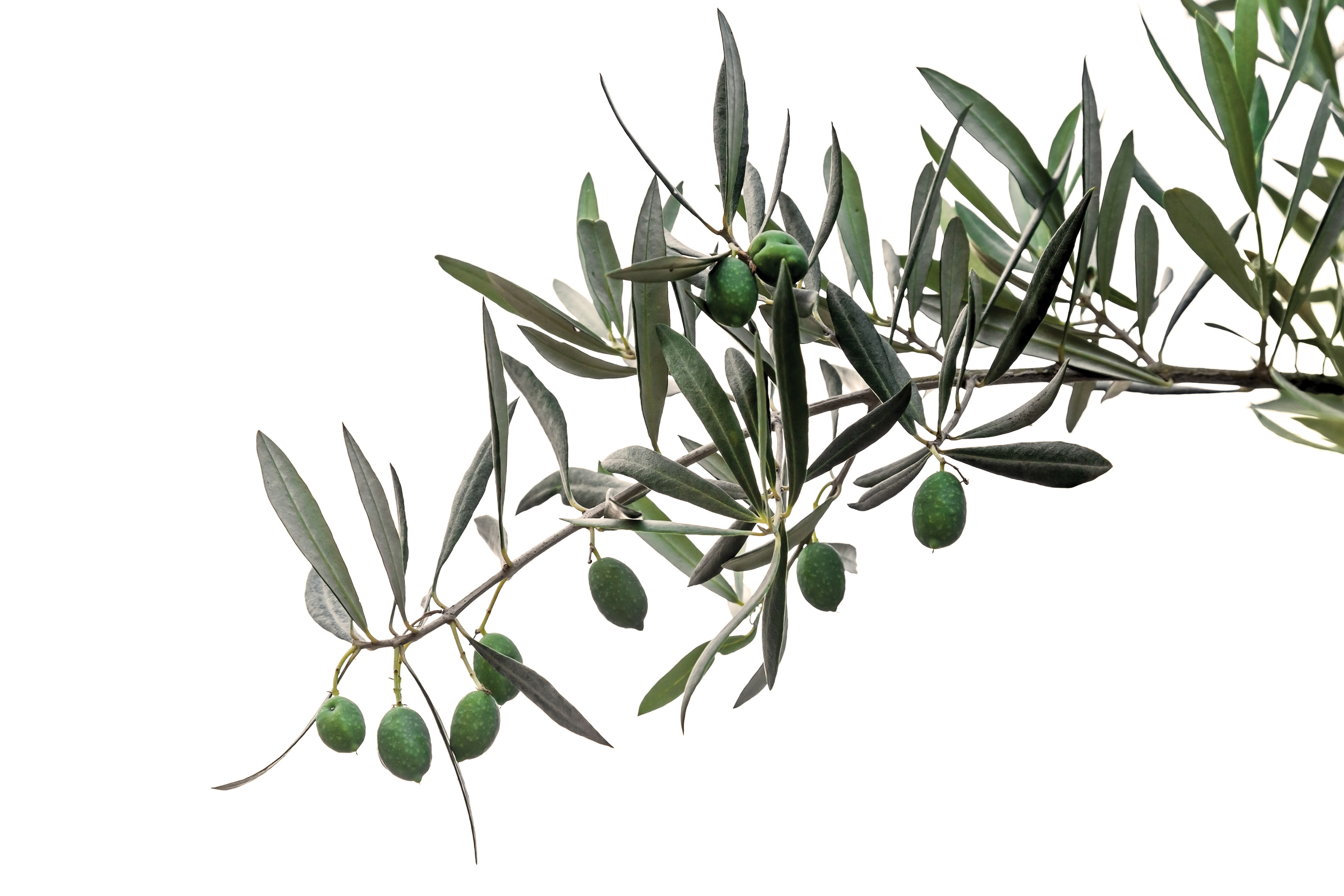 An Olive branch