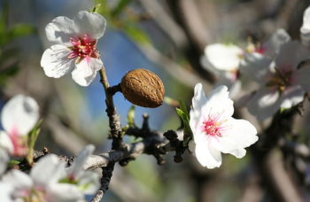 Almond Tree