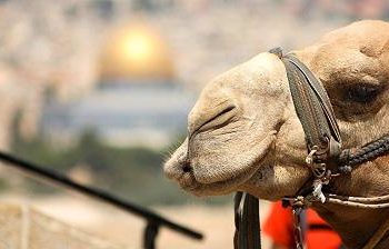 Camel in Jerusalem