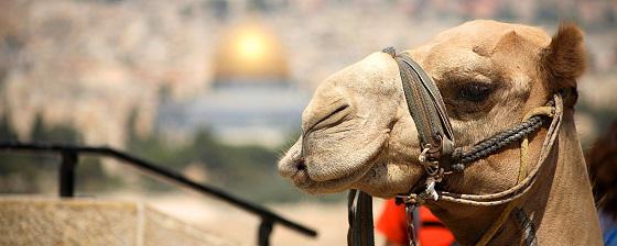 Camel in Jerusalem