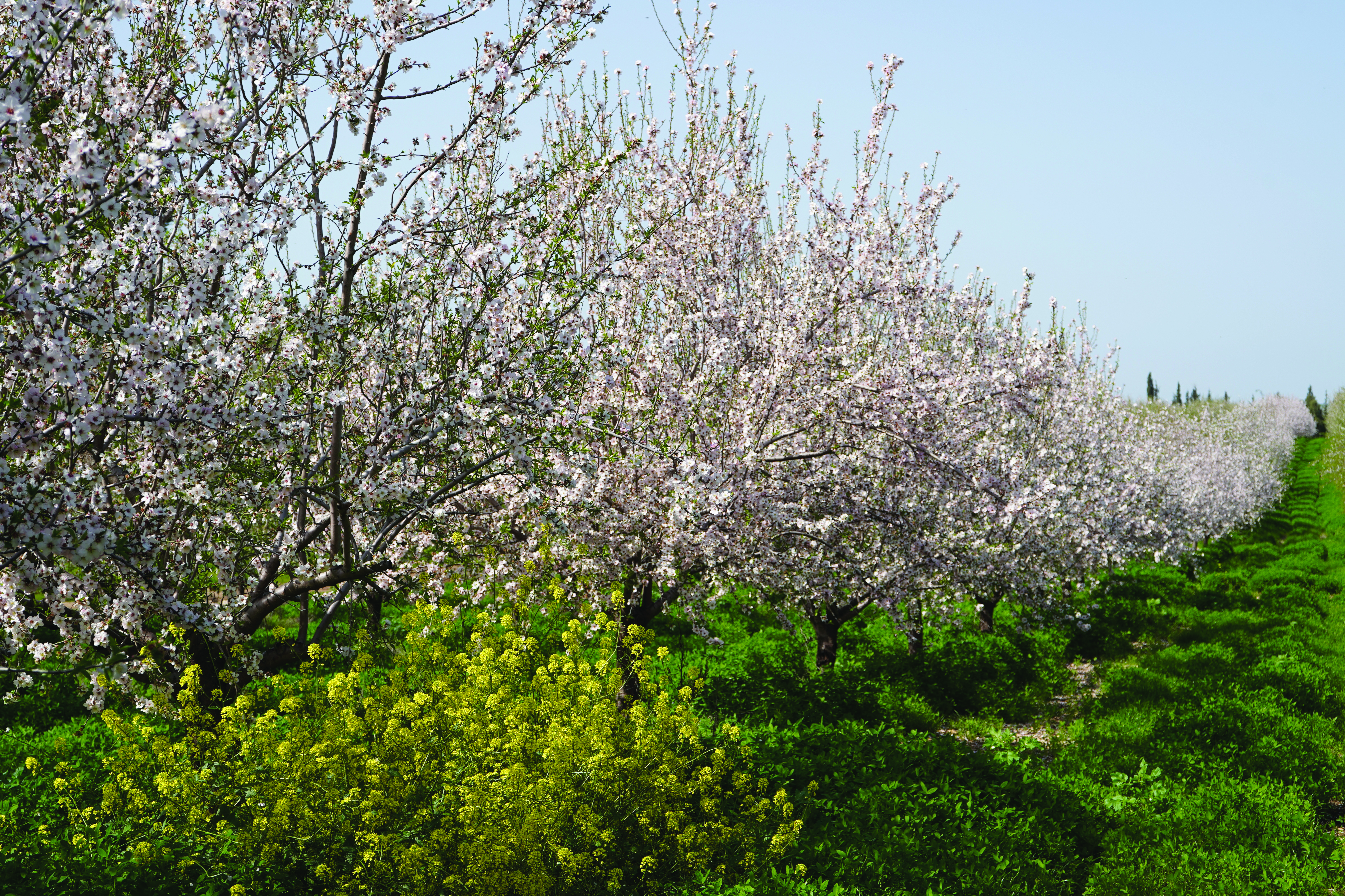 Beautiful blooming almond flowers