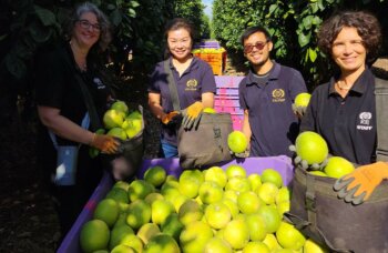 ICEJ Staff picking fruit to help southern farmers