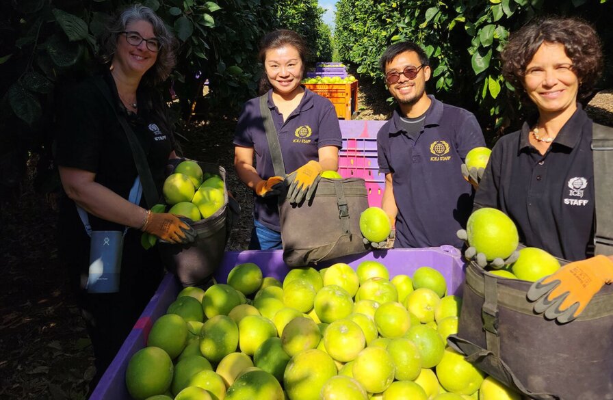 ICEJ Staff picking fruit to help southern farmers