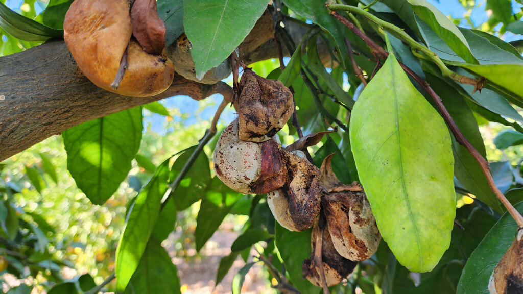 unharvested rotting fruit