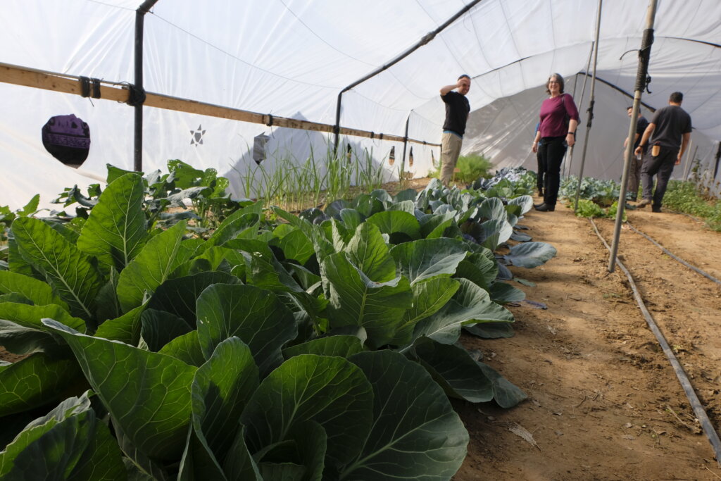 Agricultural school and greenhouse project in southern Israel