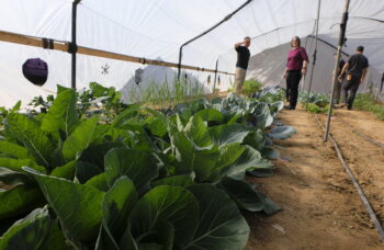 Agricultural school and greenhouse project in southern Israel