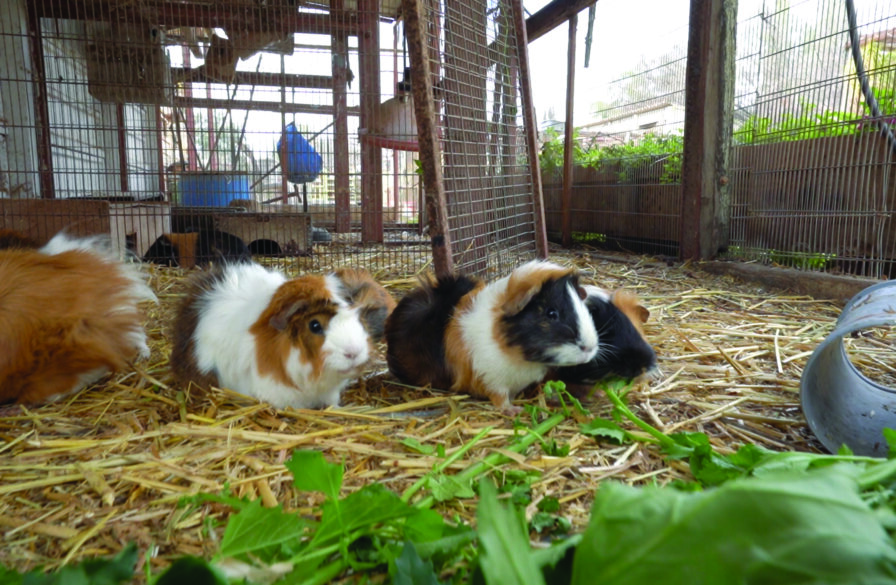 The Animal Corner at Kibbutz Urim.
