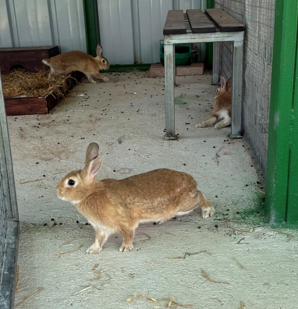 Cuddly rabbits at Kibbutz Urim