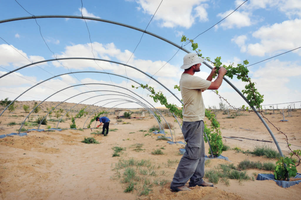Farmers planting vines on a desert farm in the Negev, Israel